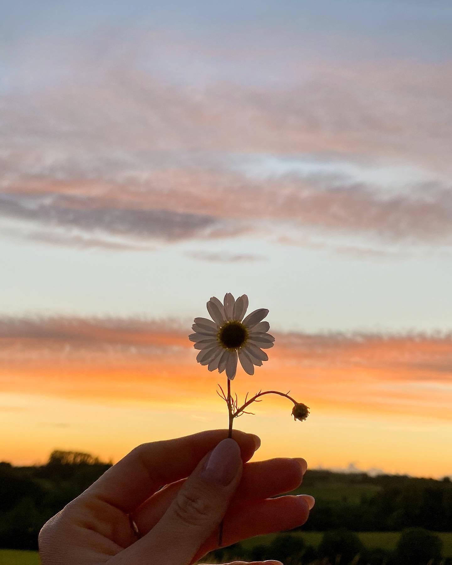 White Flower And Sunset iPhone Aesthetic Wallpaper