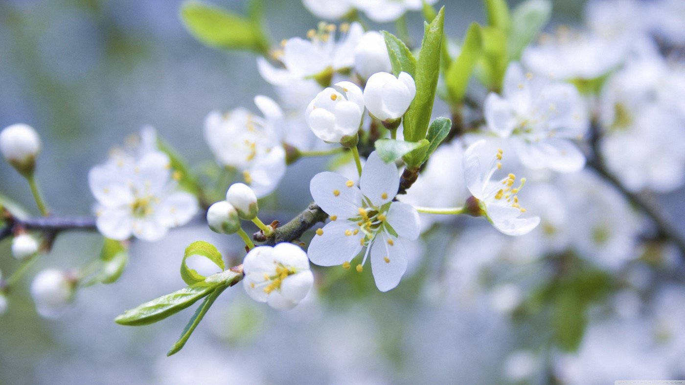 White Flower Apple Blossom Wallpaper