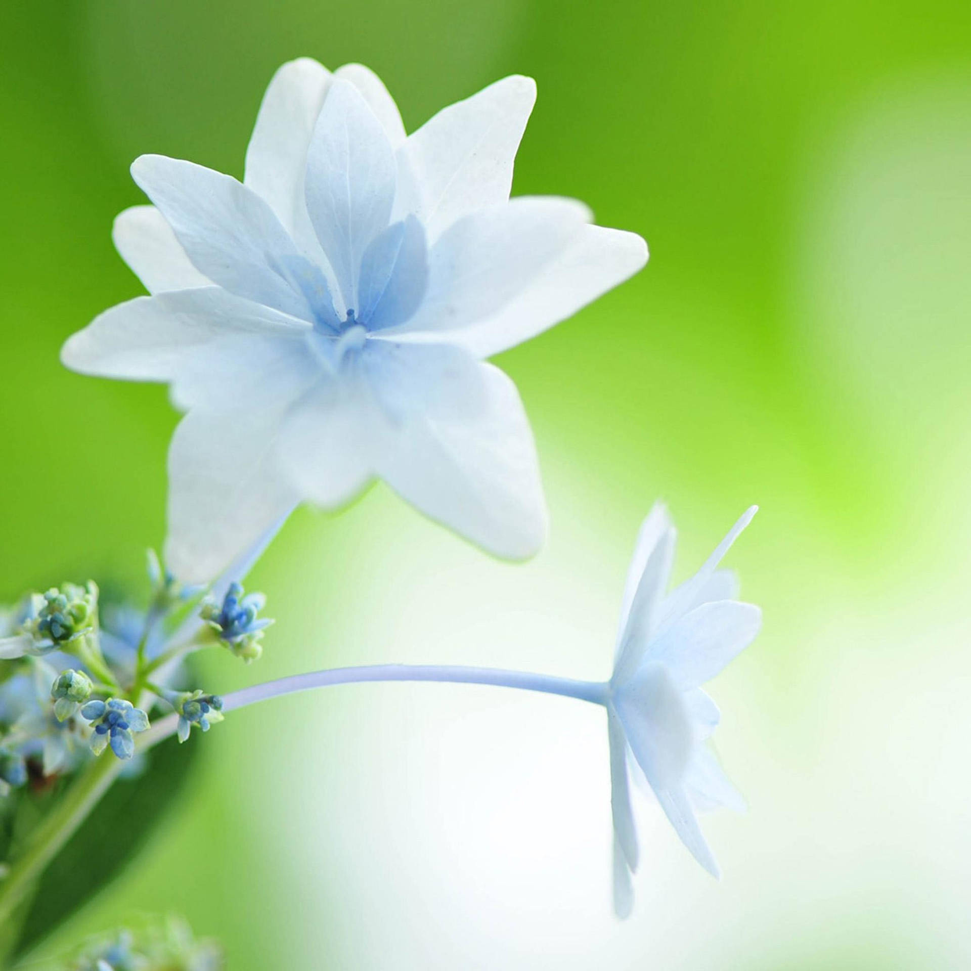 Download White Flower Arabian Jasmine Wallpaper 