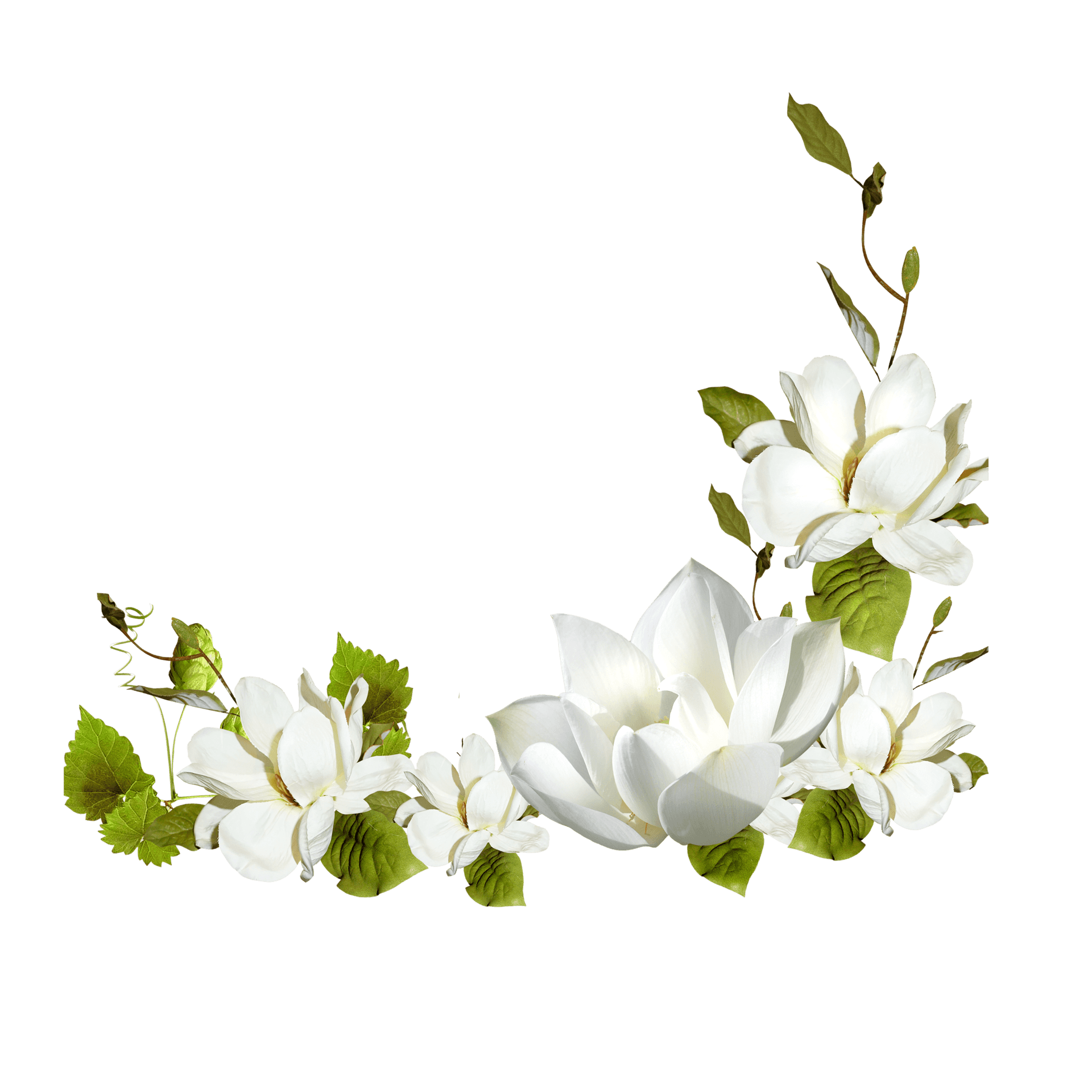 Enblomstrende Hvid Blomst Midt I En Frodig Forårsterræn.