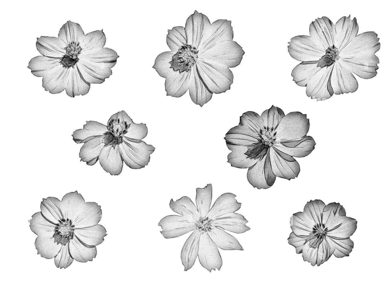 Ensvartvit Teckning Av Blommor