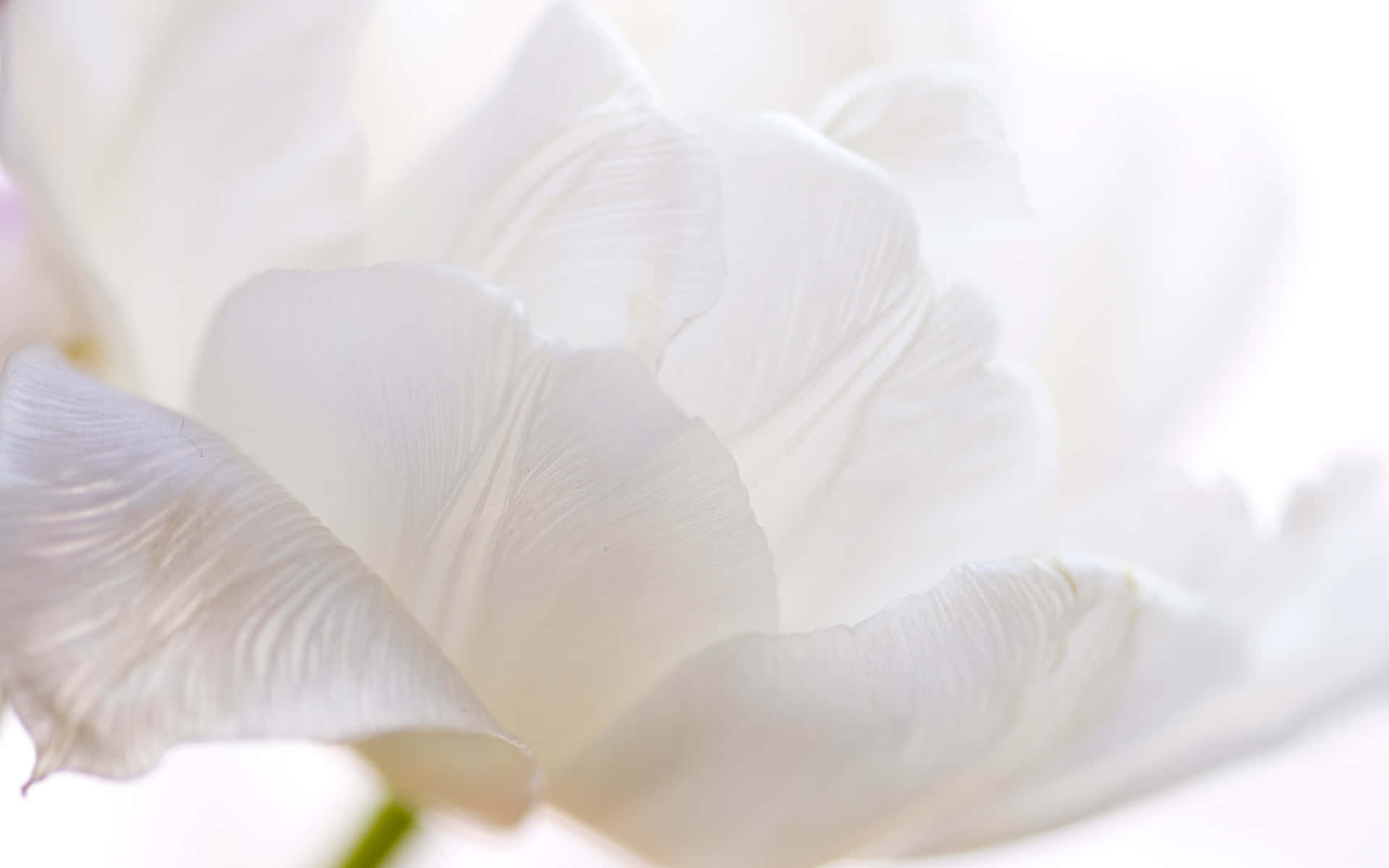 Hvidtulipan Fotografi - Hvid Tulipan Fine Art Print