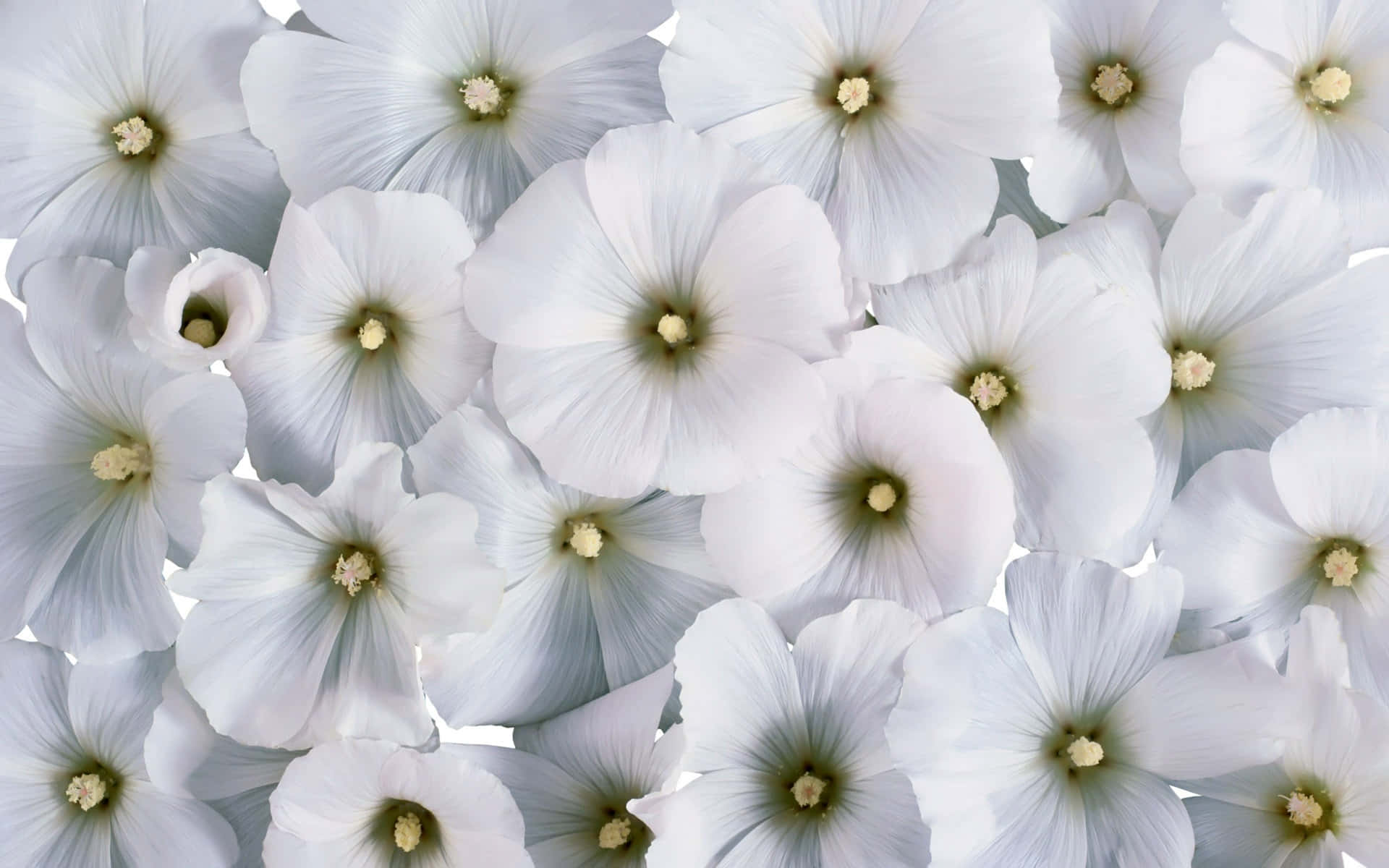 Einewunderschöne Weiße Blume Umgeben Von Gelben Blütenblättern An Einem Sonnigen Tag.