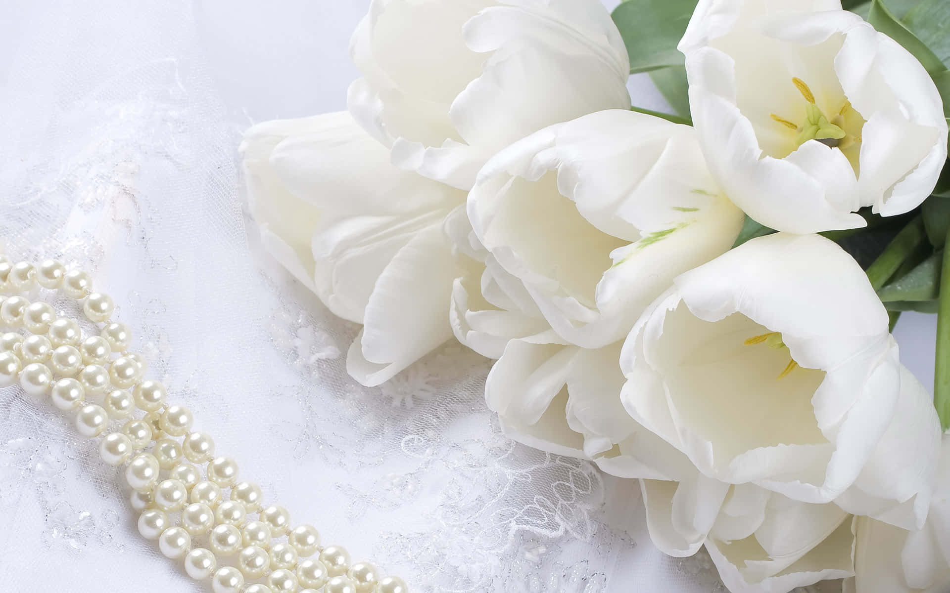 Bellezzadella Natura: Un Singolo Fiore Bianco Su Uno Sfondo Verde Vivace