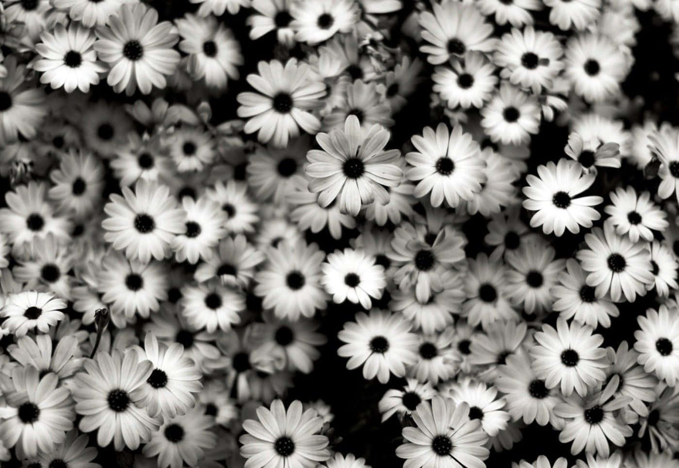 Black And White Photo Of A Bunch Of Daisies