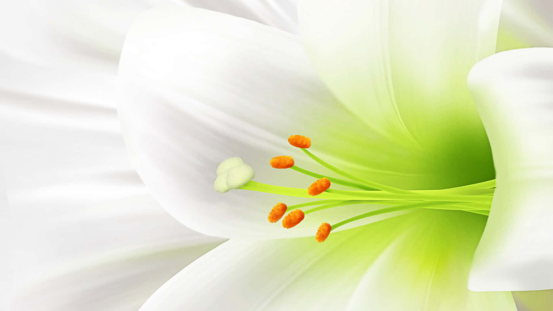 Eineweiße Lilie Mit Grünen Blütenblättern Und Orangefarbenen Staubgefäßen