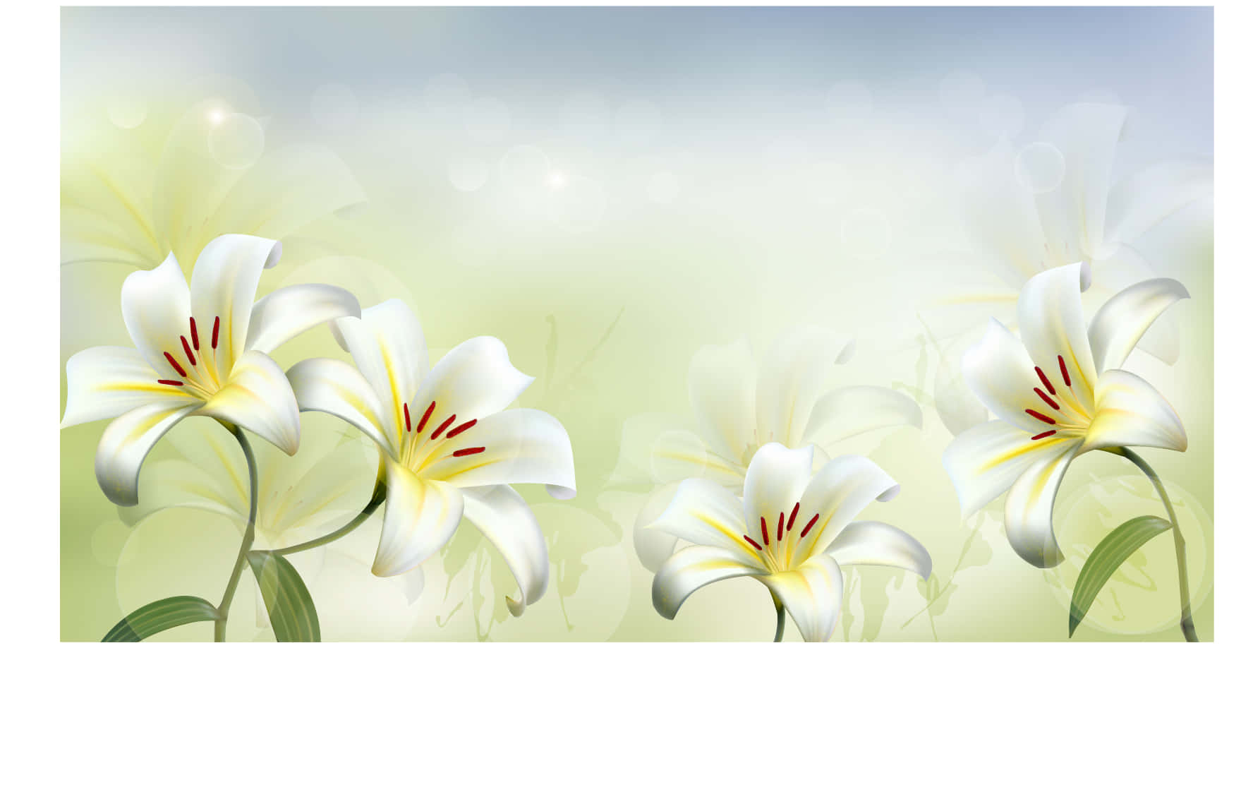 Weißerlilienhintergrund Mit Verwischtem Hintergrund
