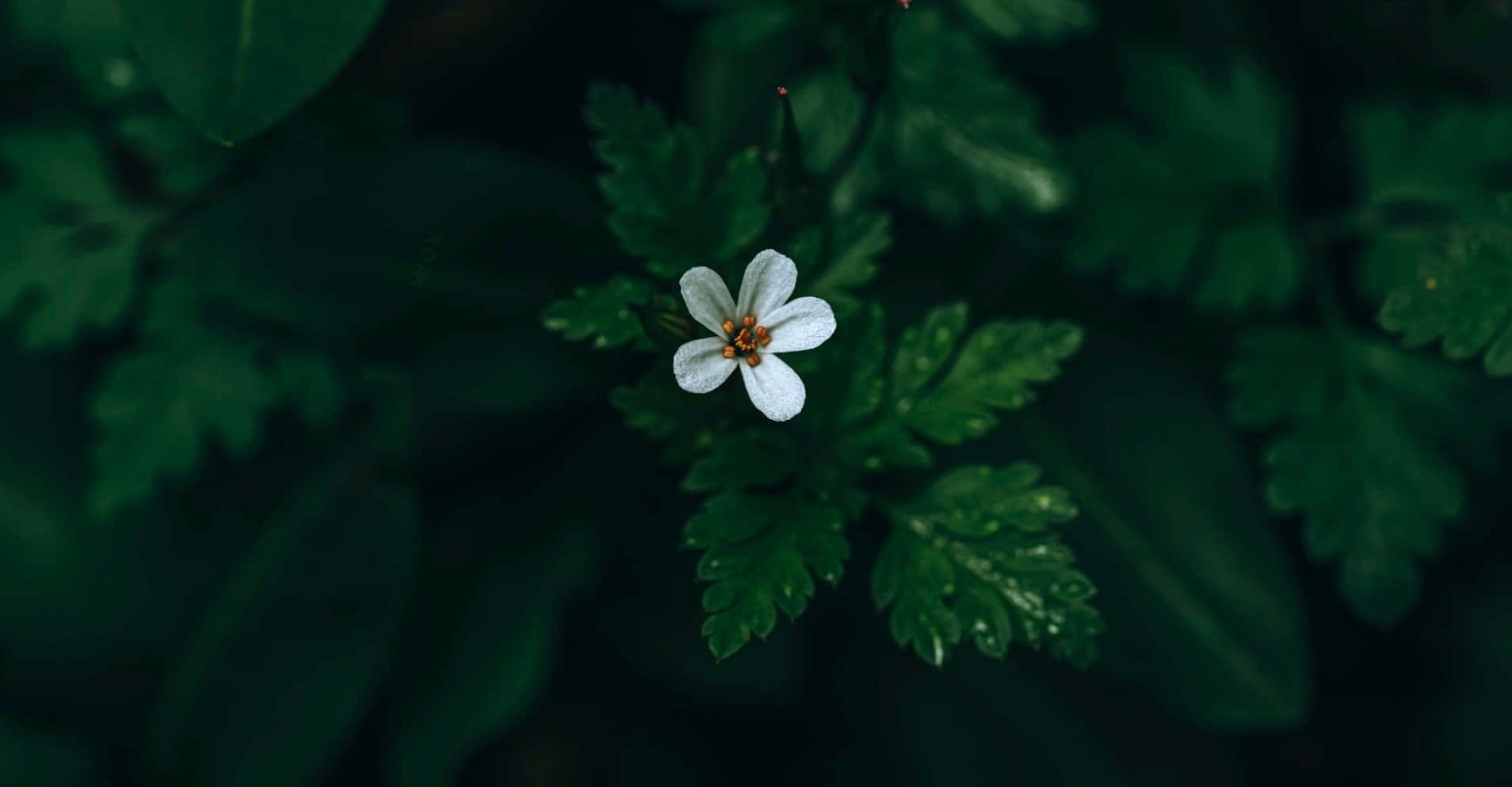 Un'immagineun Fiore Bianco Immacolato Posato Su Un Vivace Stelo Verde.