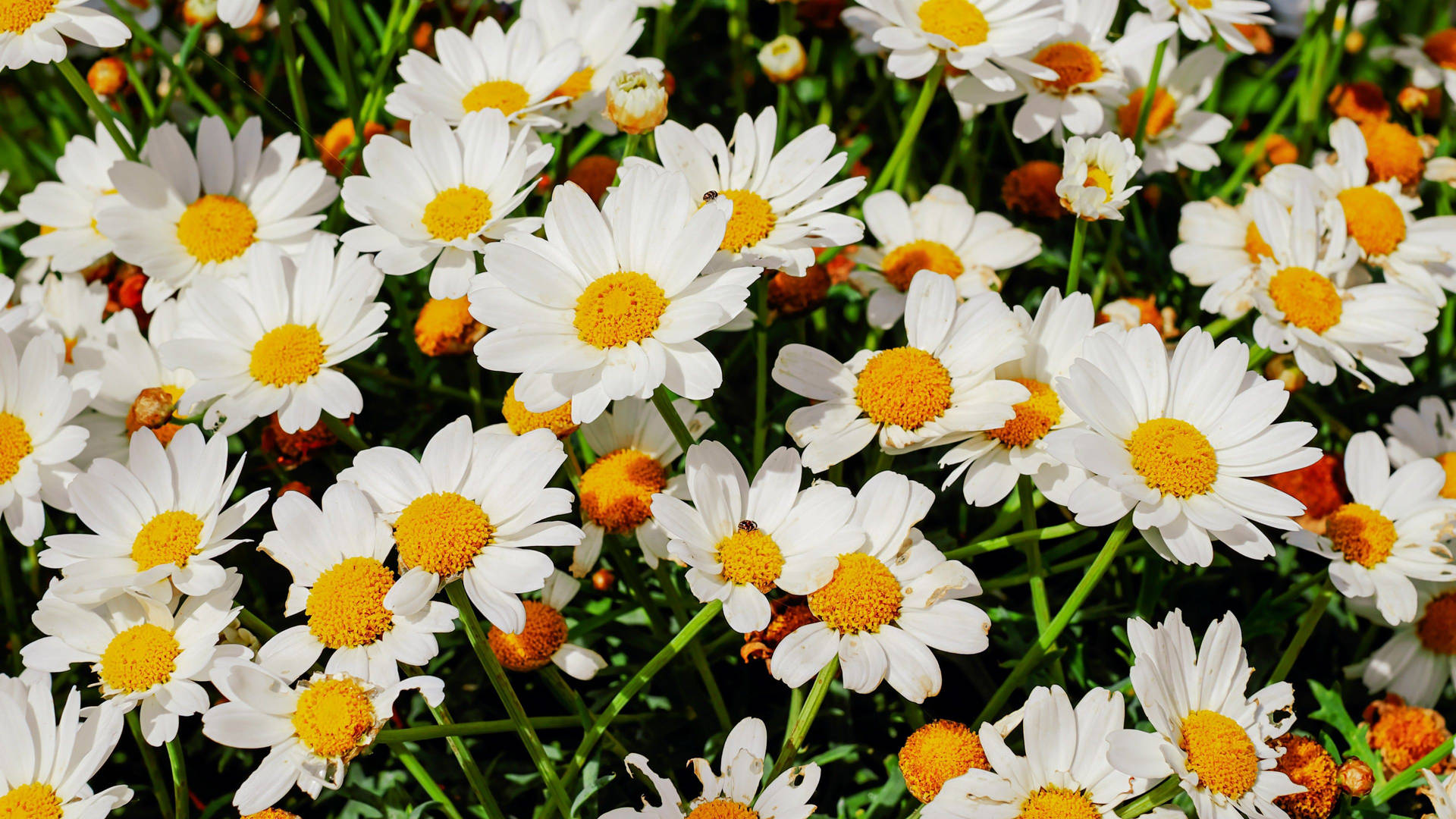 Hvid Blomster Smuk Daisy Baggrund Wallpaper