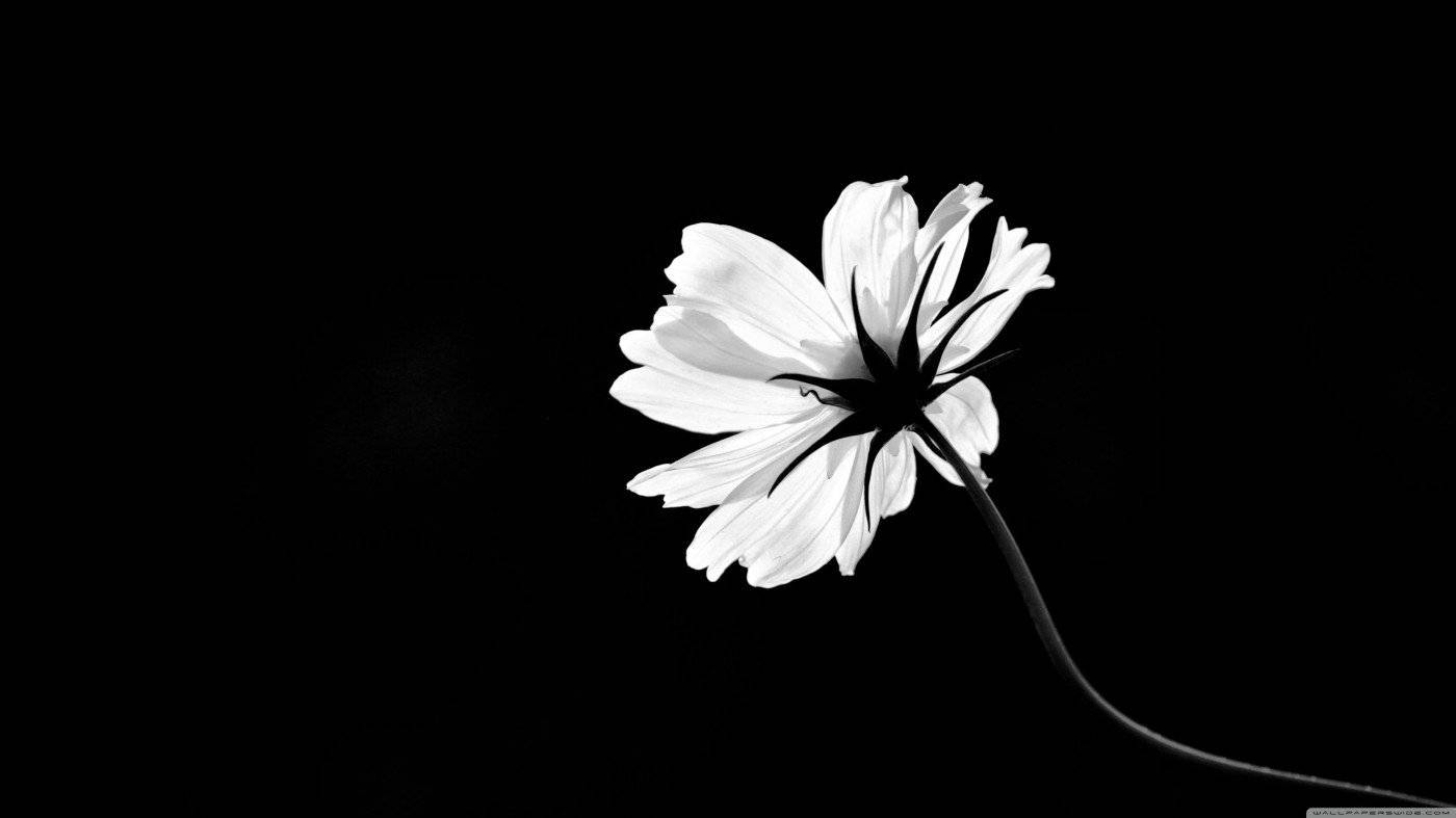 Hvid blomst sort og hvid splash Wallpaper