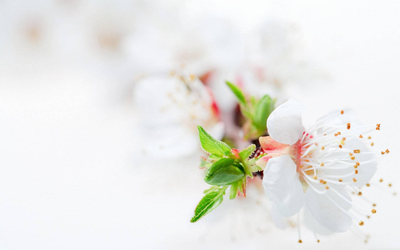 White Flower Blossom Tree Wallpaper