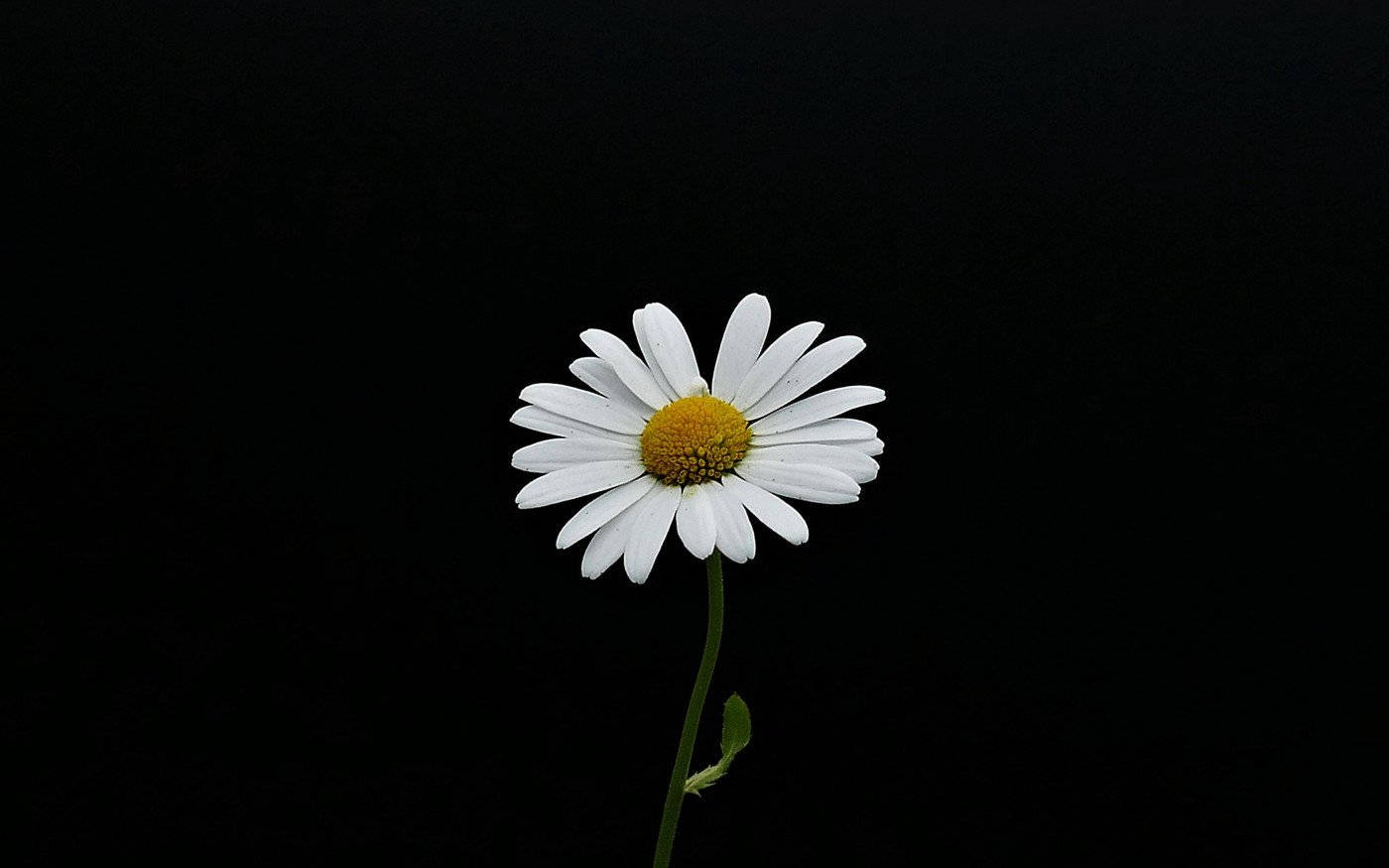 Centrode Flor Blanca Fondo de pantalla