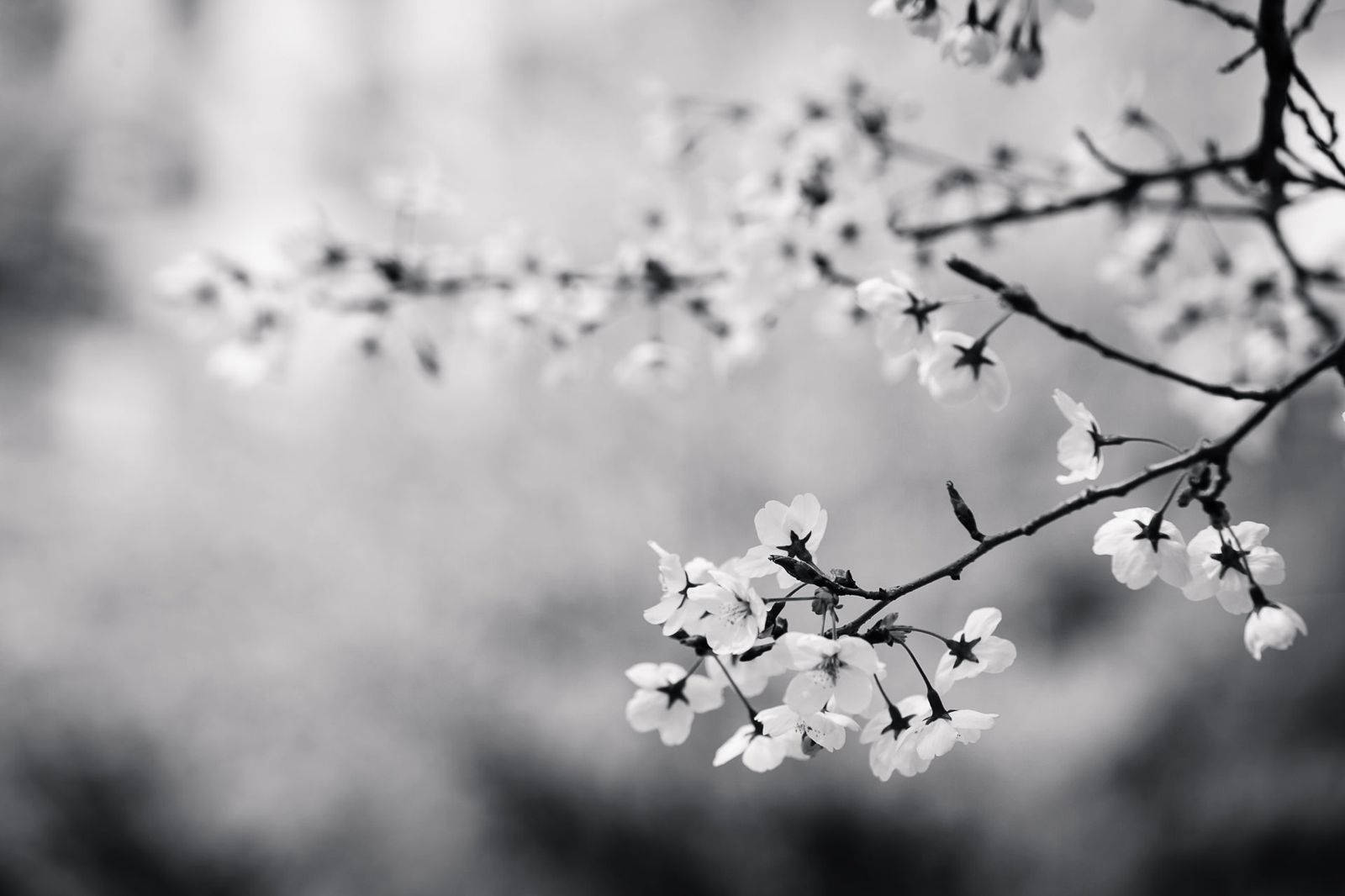 White Flower Cherry Blossom Mono Wallpaper
