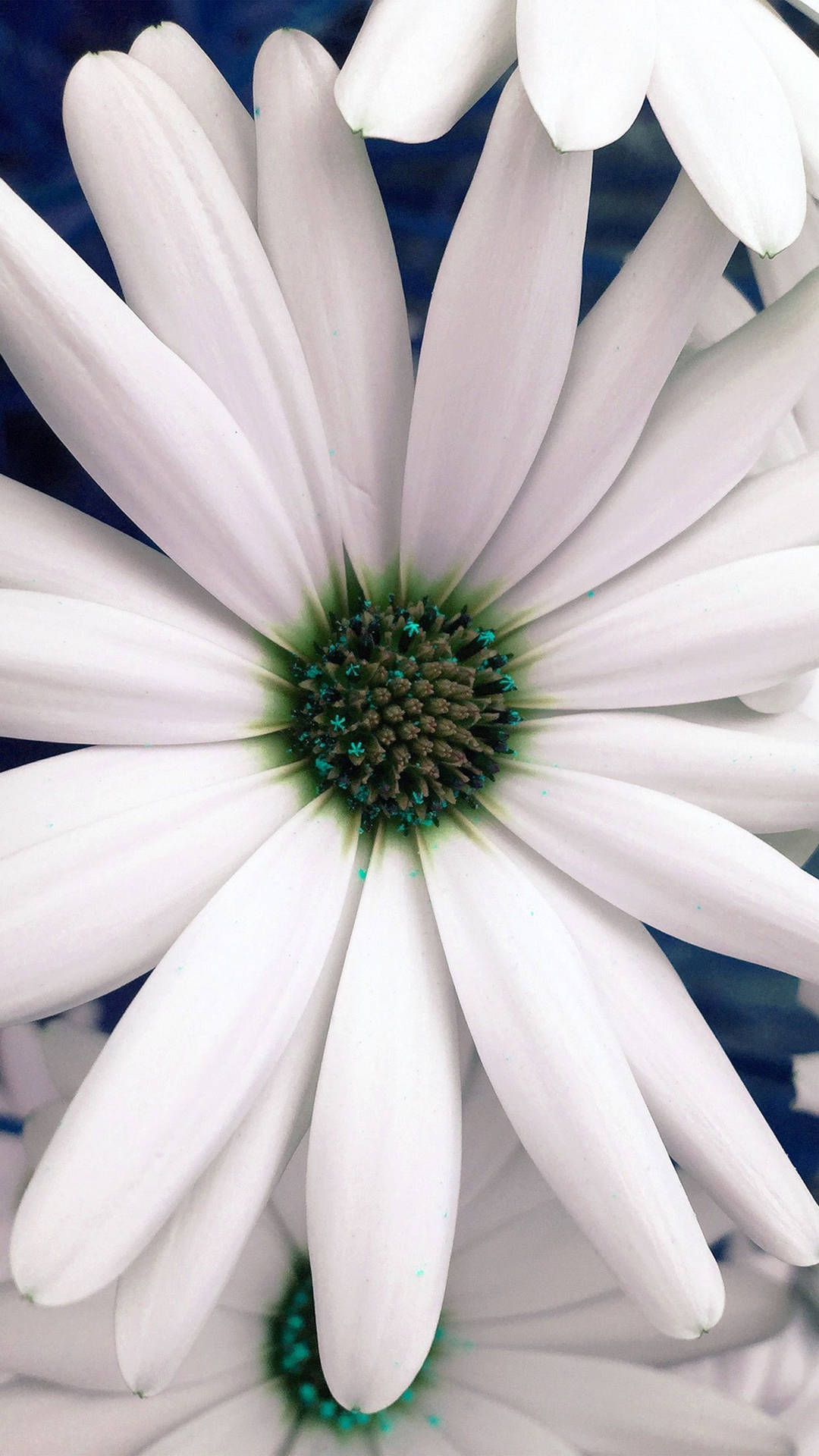 White Flower Common Daisy Wallpaper