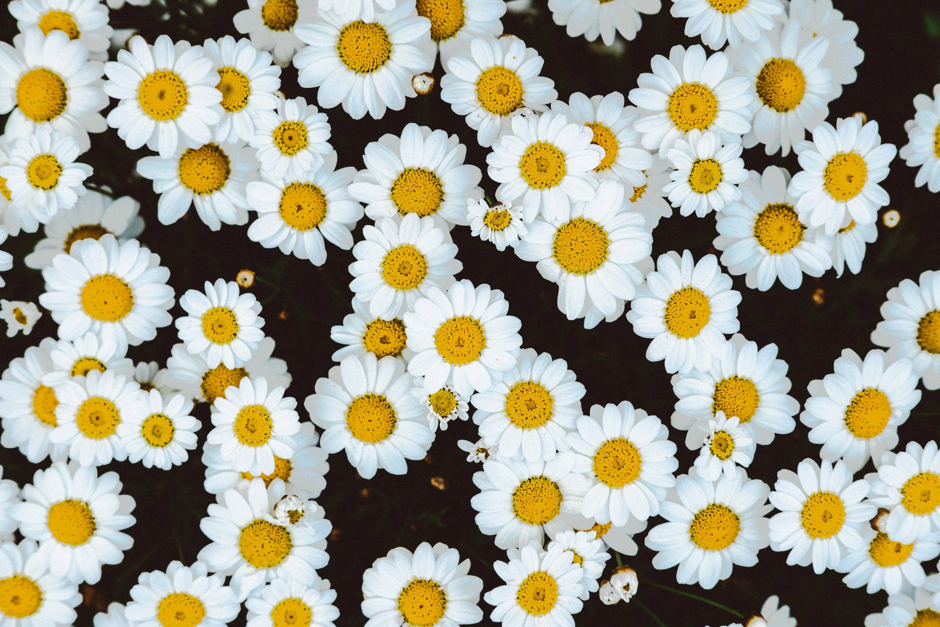 Hvid Blomst Margueritter pynte Computer Skærm Wallpaper