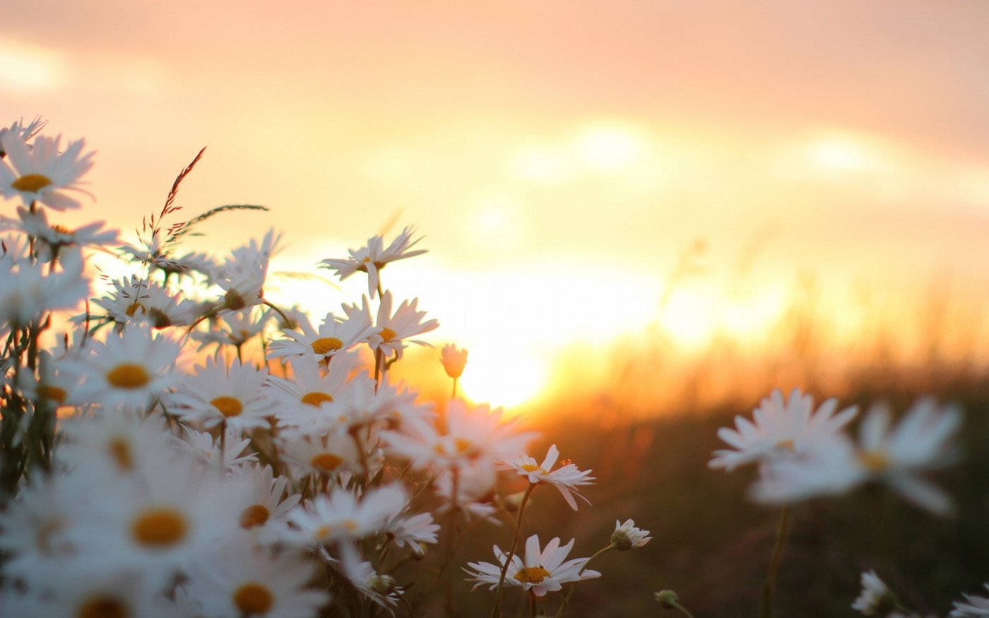 White Flower Daisies Blur Wallpaper