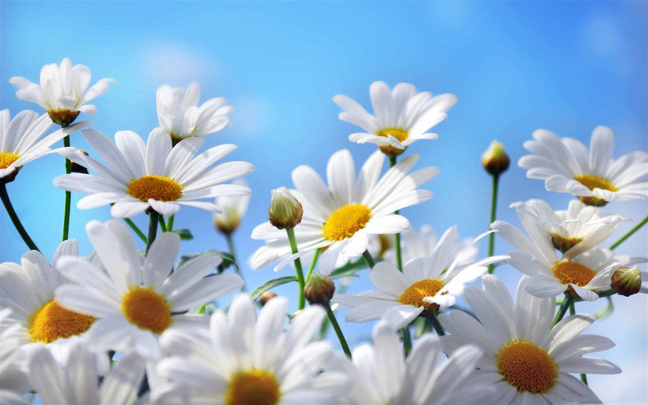 White Flower Daisies For iPhone Wallpaper