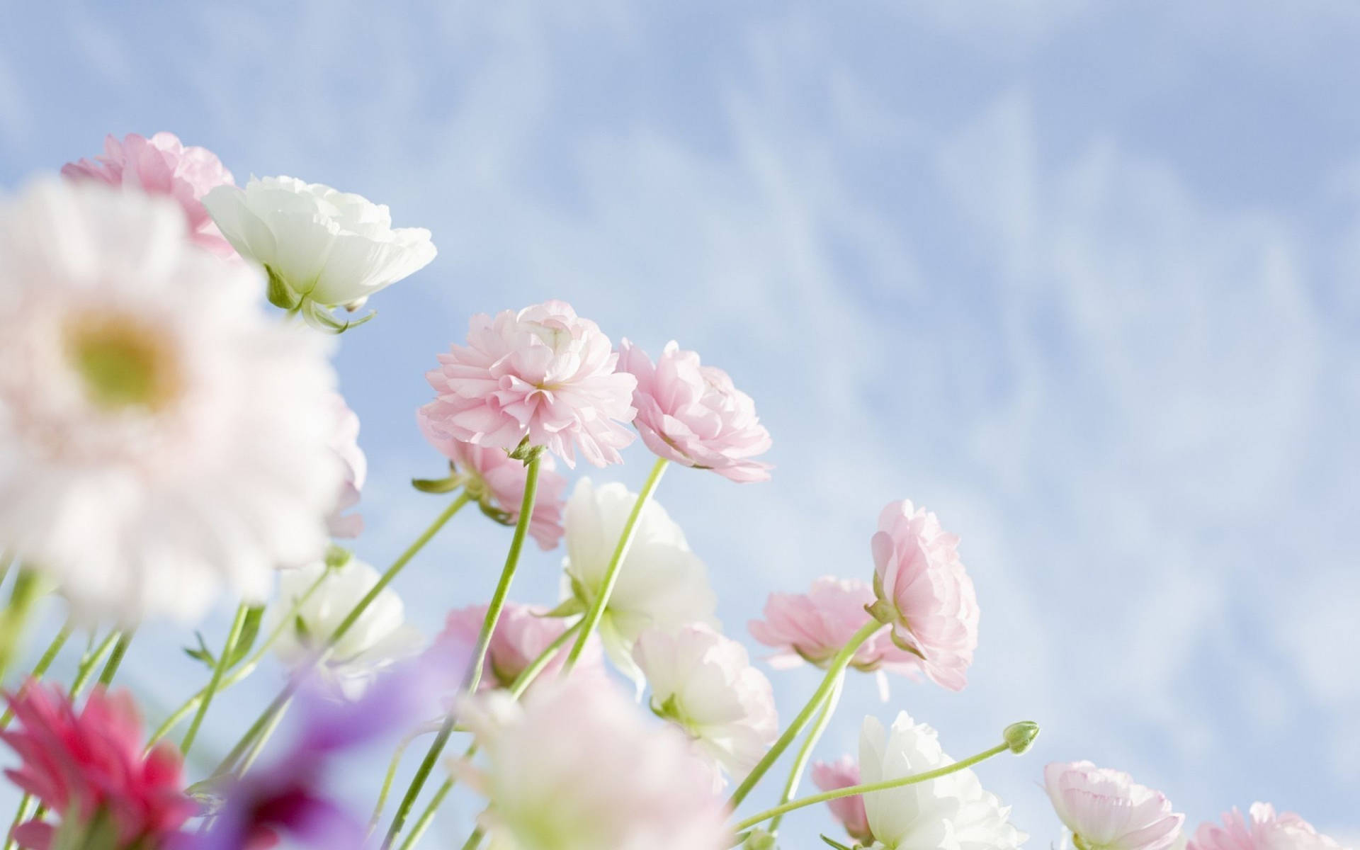 Hvid Blomst Med Ansigt Opad Wallpaper