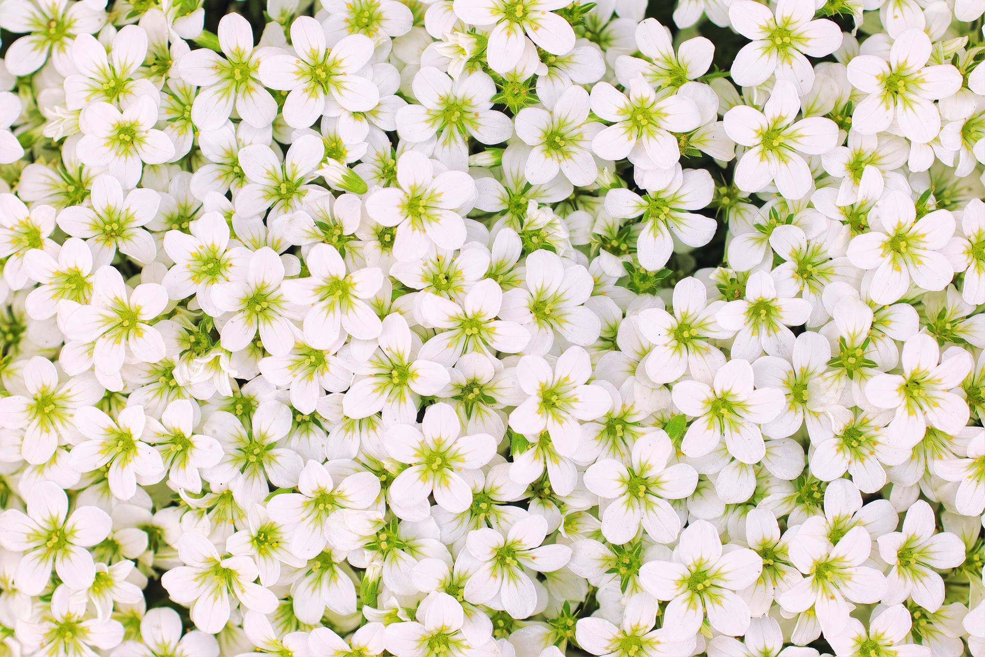 Vollerbildschirm Mit Weißen Blumen Wallpaper