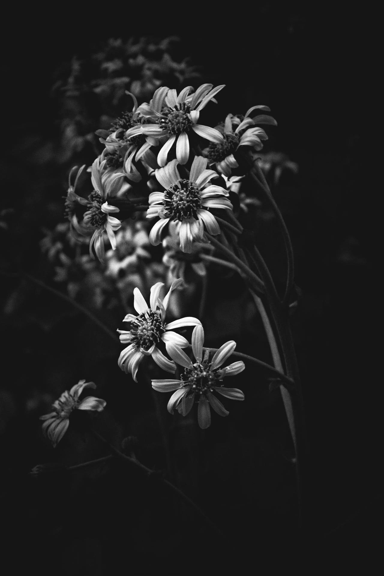 White Flower For Dark iPhone Aesthetic Wallpaper