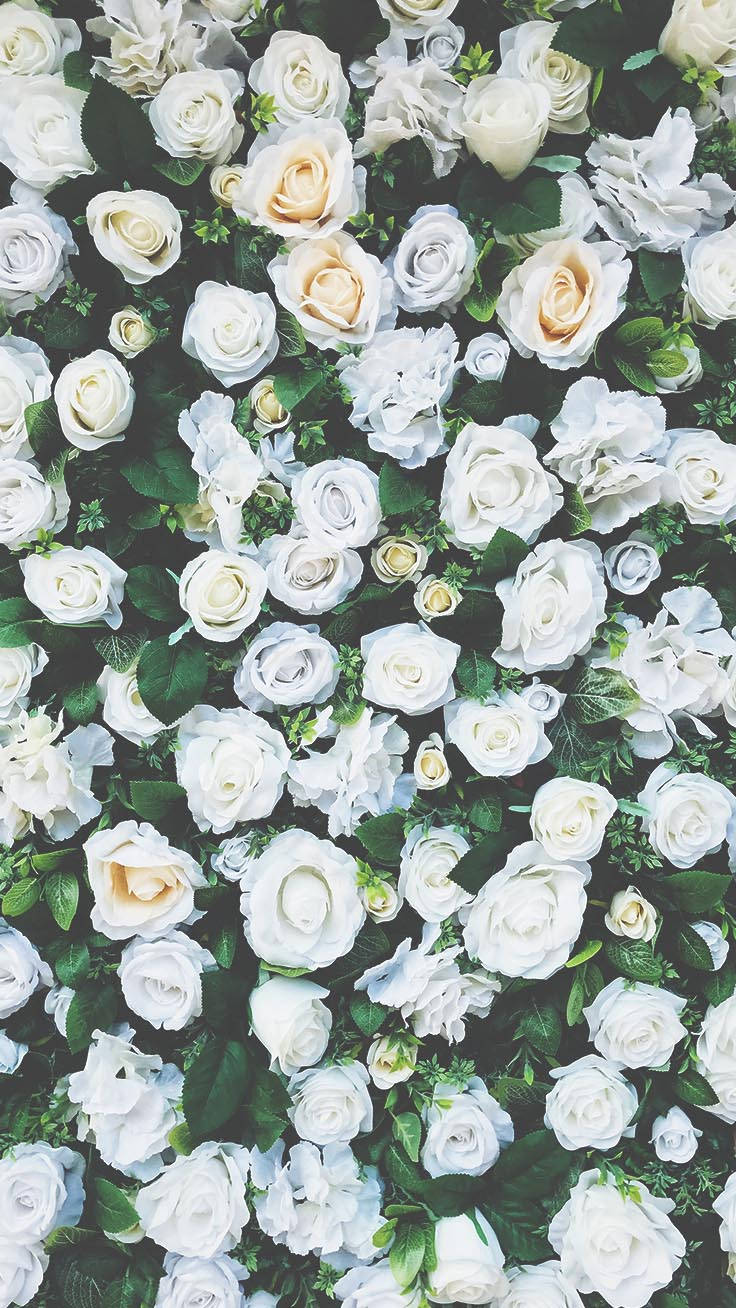 Jardínde Flores Blancas Para Pantalla De Iphone. Fondo de pantalla