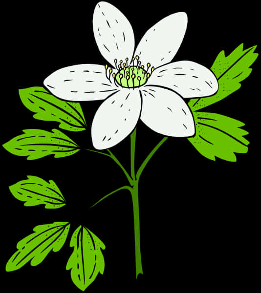 White Flower Green Leaves Vector Illustration PNG