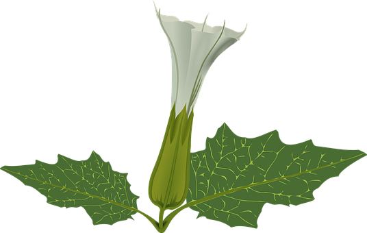 White Flower Green Leaves Vector Illustration PNG