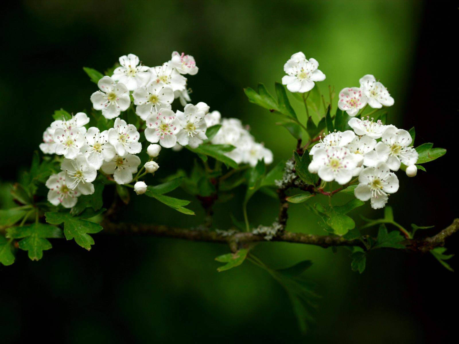Florbranca De Espinheiro-branco. Papel de Parede