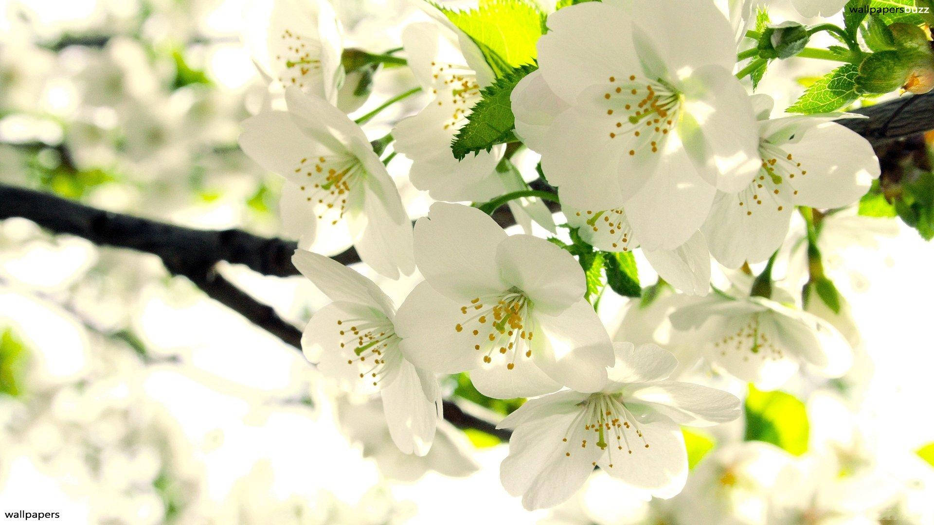Majestic Beauty of a Solitary White Flower Wallpaper