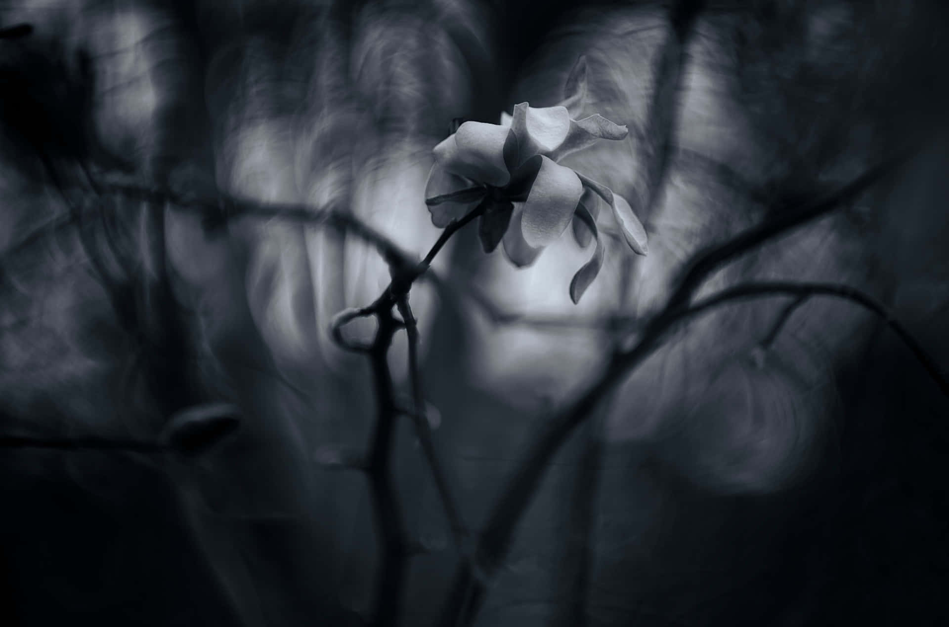Florblanca En Un Bosque Oscuro. Fondo de pantalla