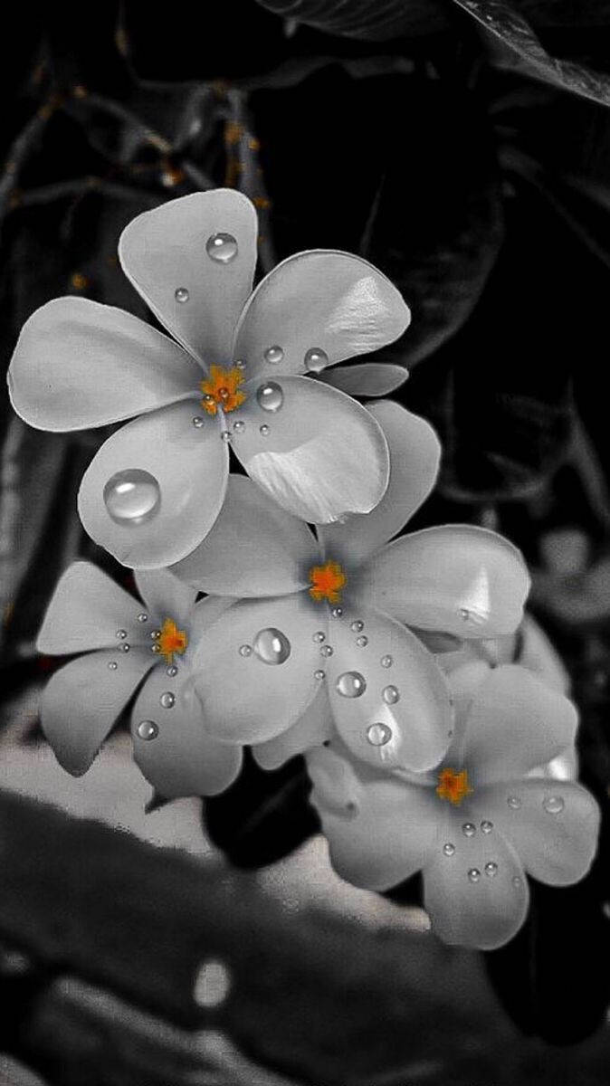 Fotografíade Color Selectivo De Una Flor Blanca Para Iphone. Fondo de pantalla