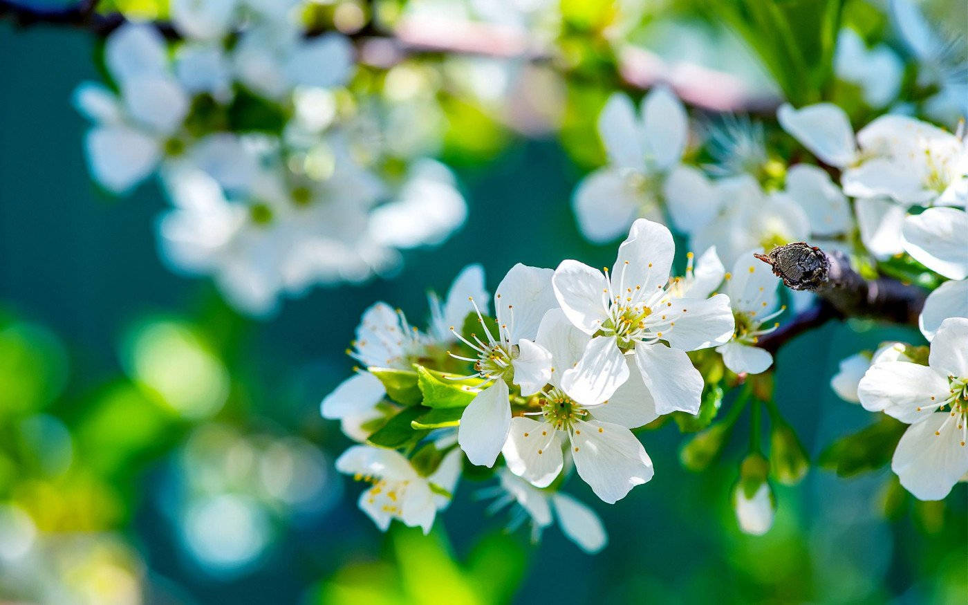 Fiorebianco Su Ramo Di Albero. Sfondo