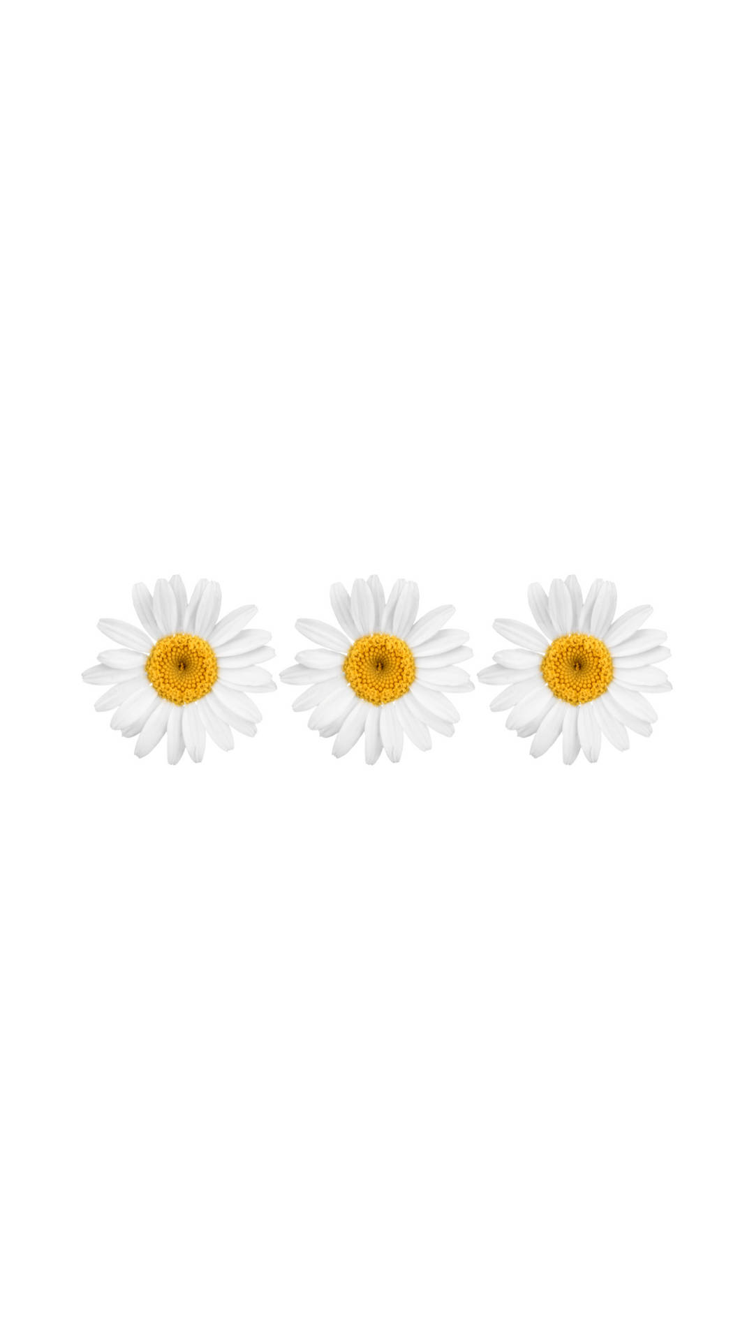 Hvide blomst spænder til iPhone. Wallpaper