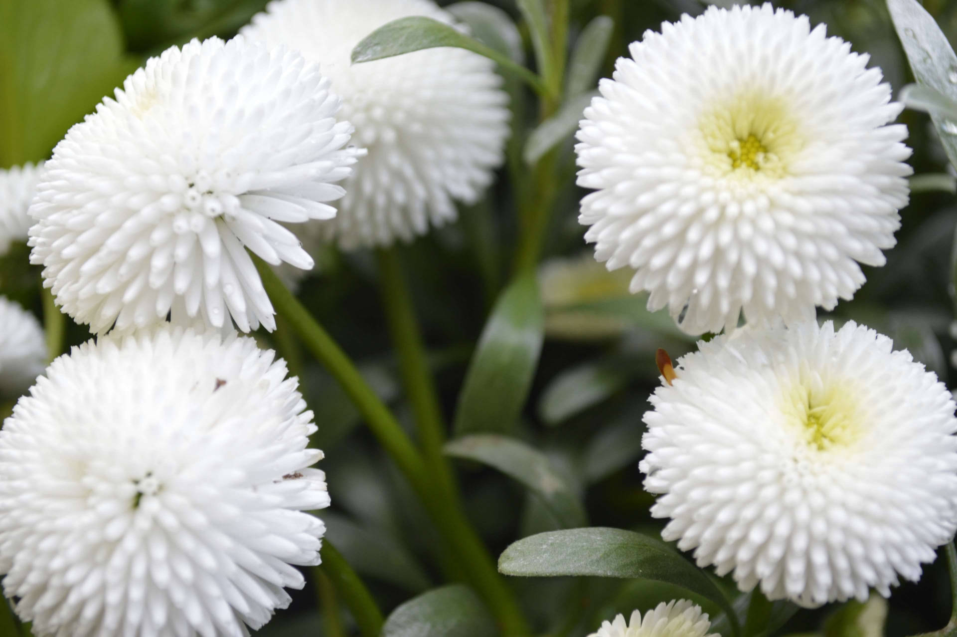 White Flower Pompom Daisy Wallpaper