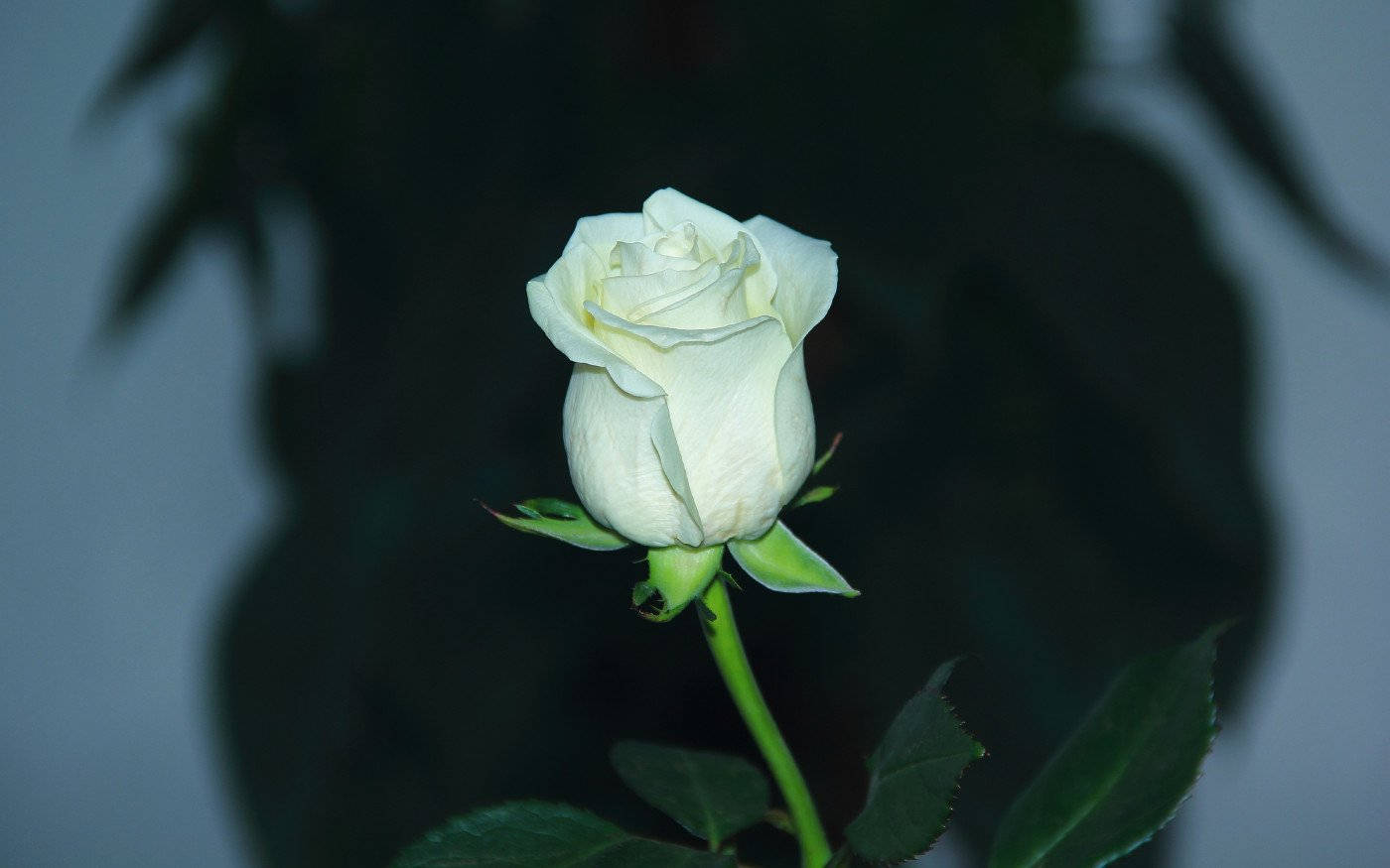 White Flower Rose Wallpaper