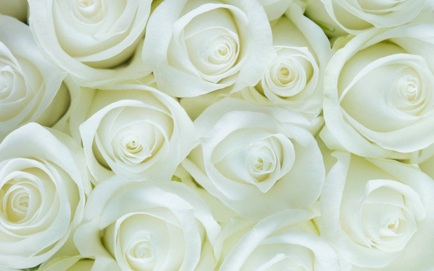 White Flower Roses Wallpaper