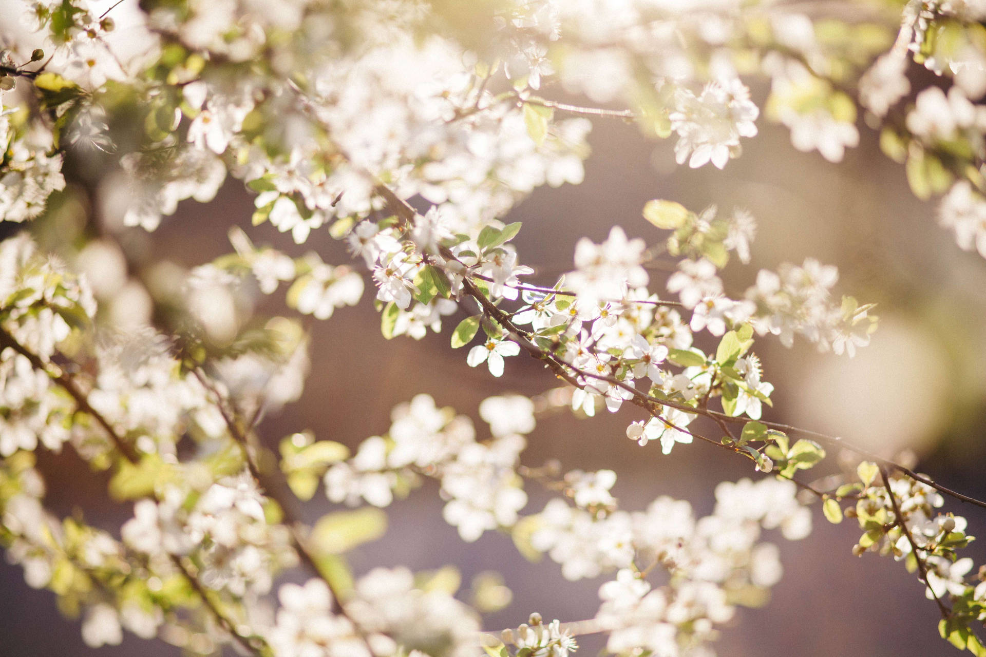 Florblanca De Sakura Fondo de pantalla