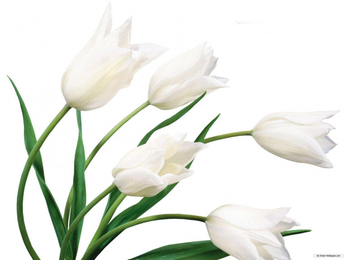 White Flower Tulips Wallpaper