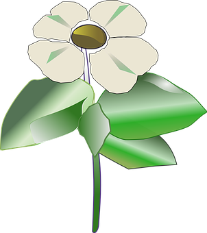 White Flower Vector Illustration PNG