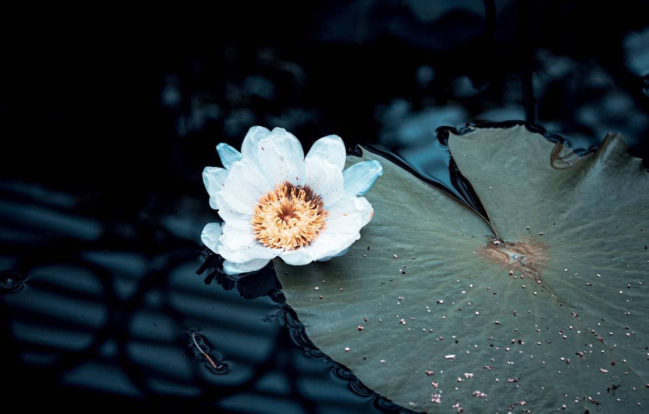 Serene White Water Lily Bloom Wallpaper