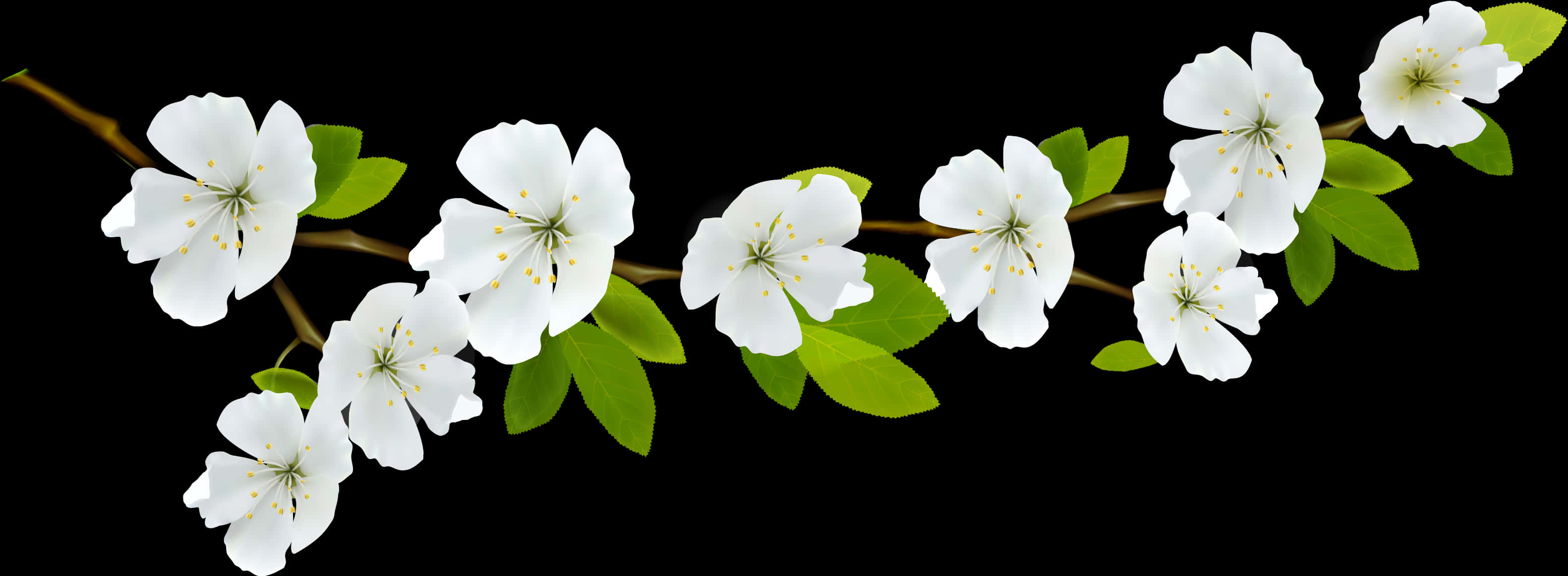 White Flowering Branch Black Background PNG