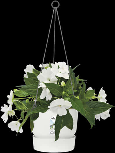 White Flowering Hanging Plantin White Pot PNG