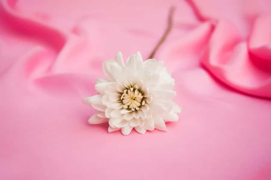 White Floweron Pink Background Wallpaper