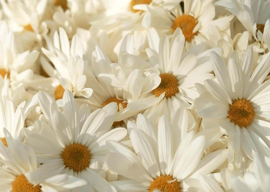 Elegant White Flowers in Bloom