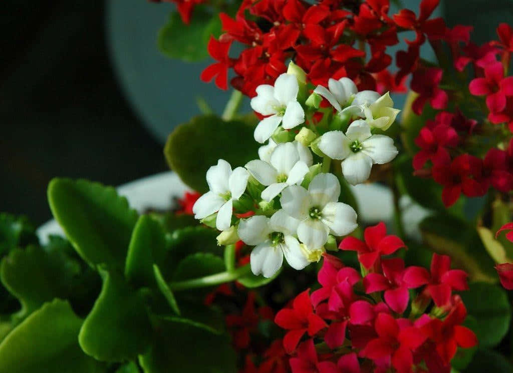 Captivating White Flowers in Full Bloom