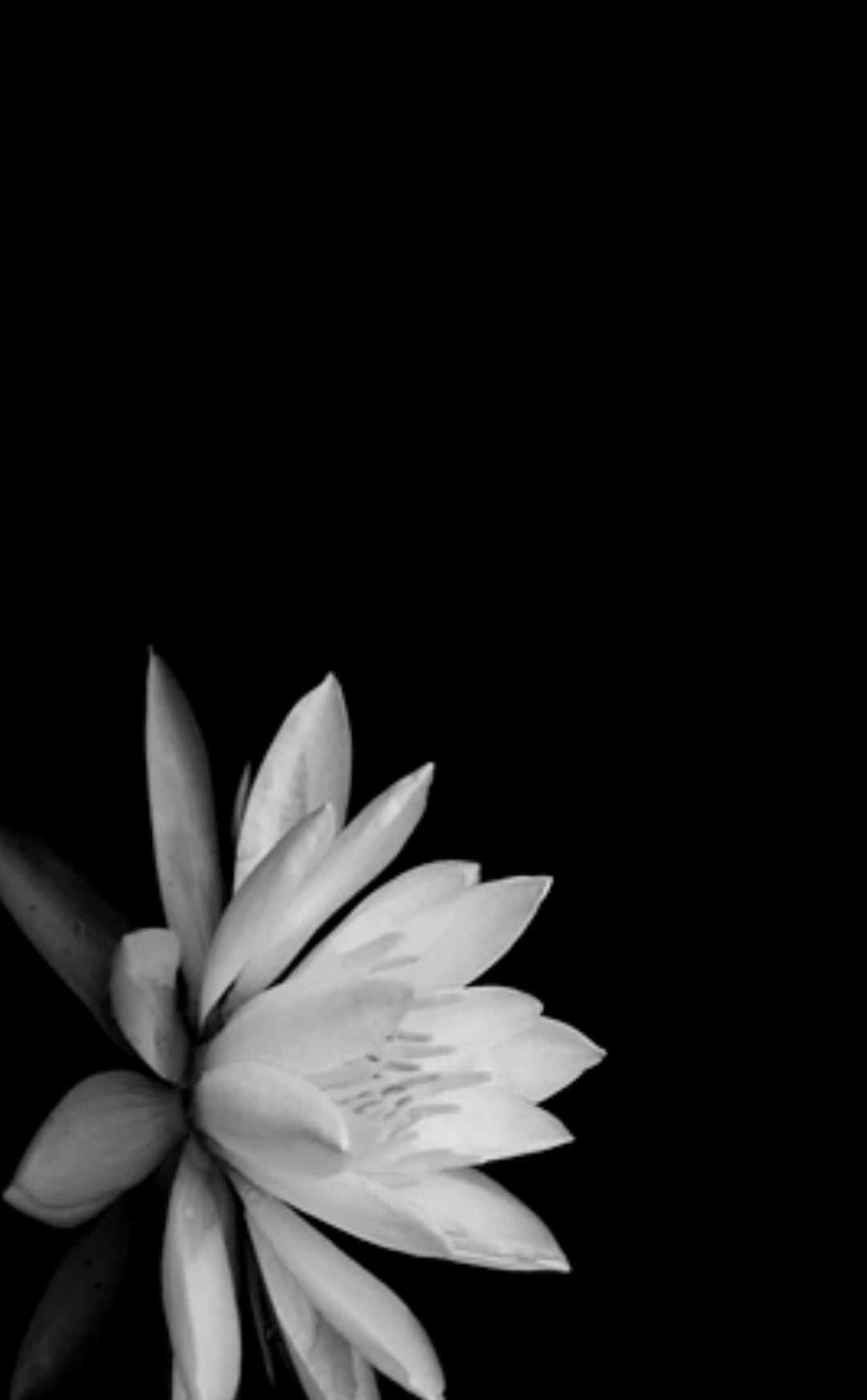 Captivating White Flowers Bloom