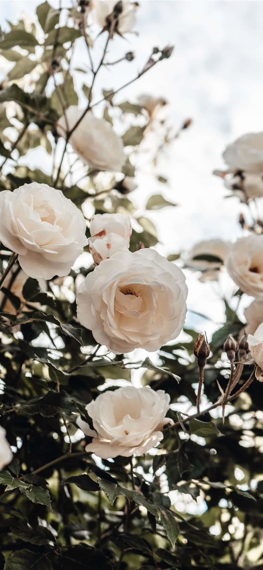 Hvideblomster Blomstrer Om Sommeren'stidligt