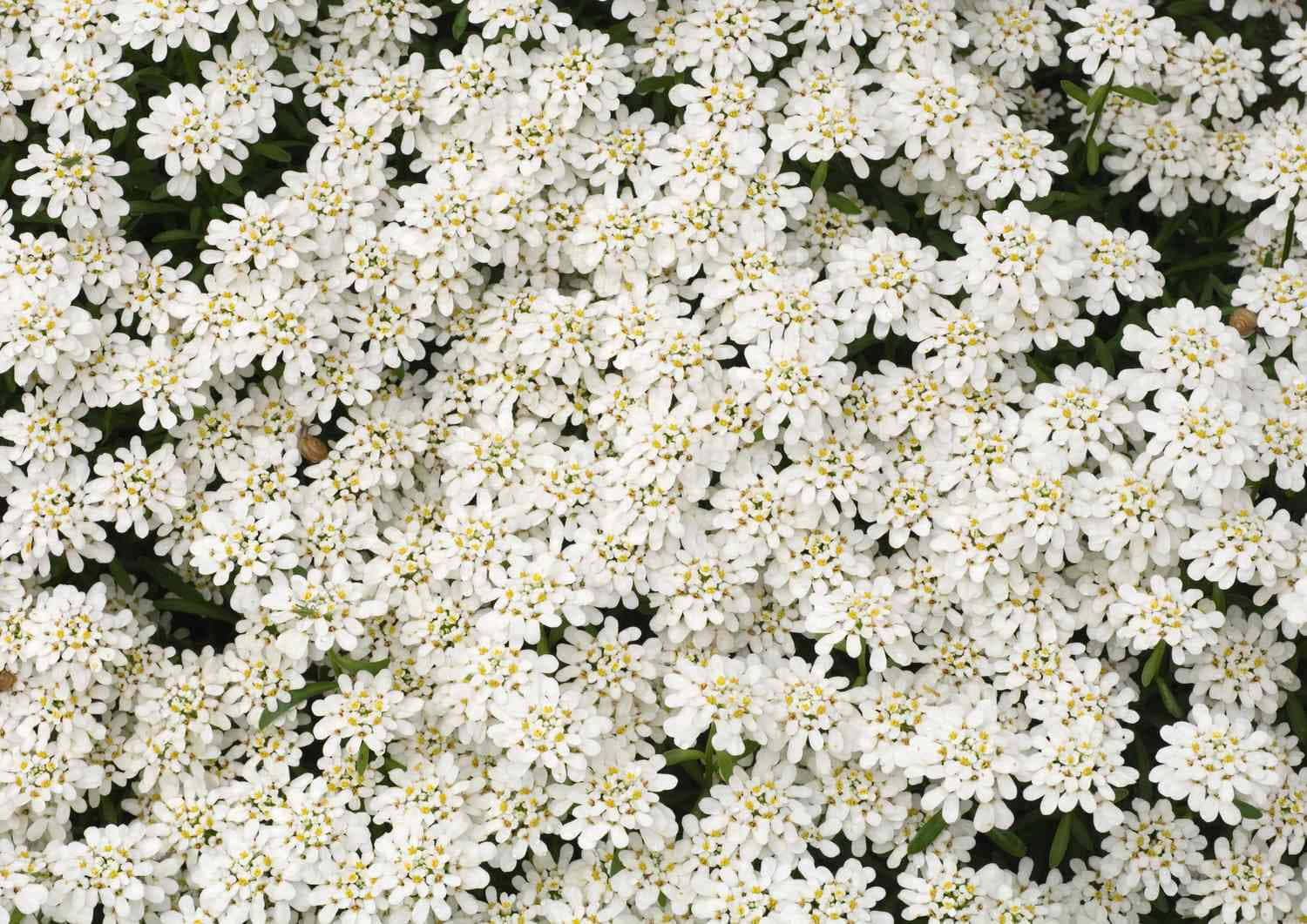 Diebezaubernde Schönheit Weißer Blumen