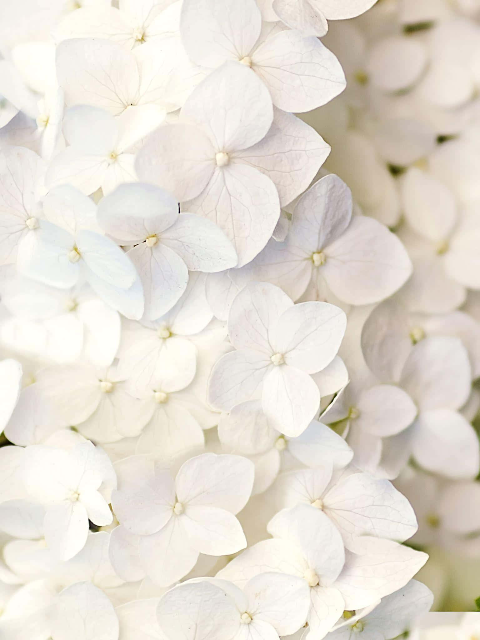 Einwunderschöner, Leuchtend Weißer Strauß Frischer Blüten.