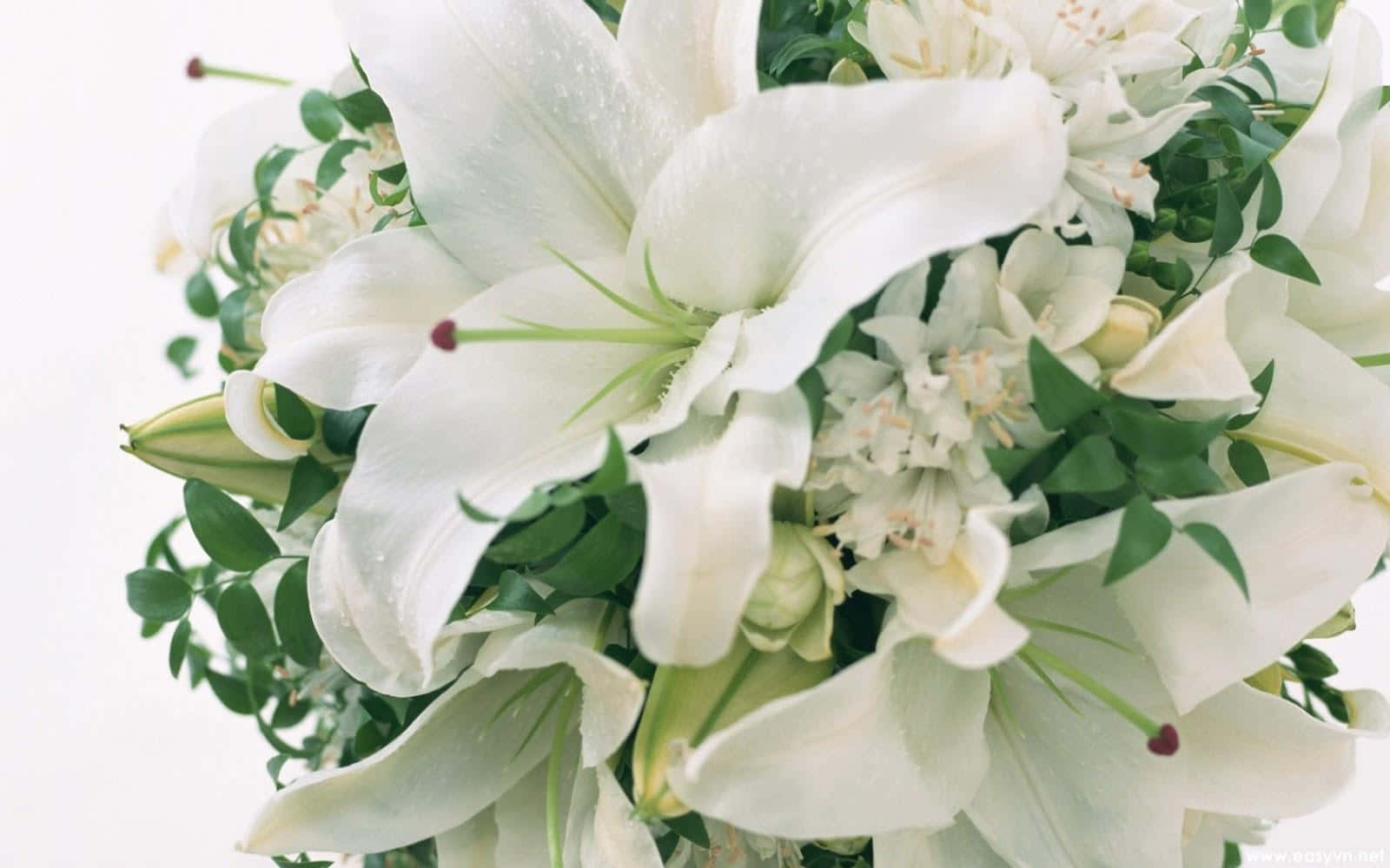 Elegant White Flowers in Full Bloom